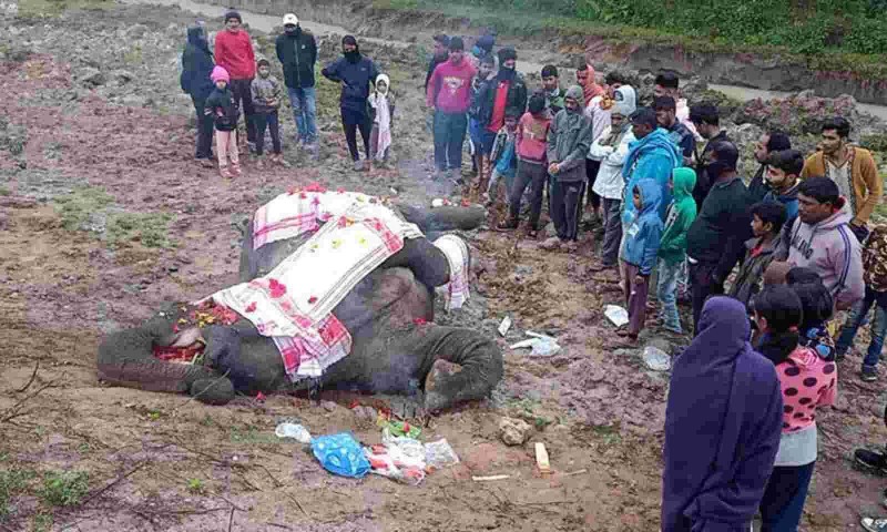 असम: ट्रेन की चपेट में आने से हाथी की मौत
