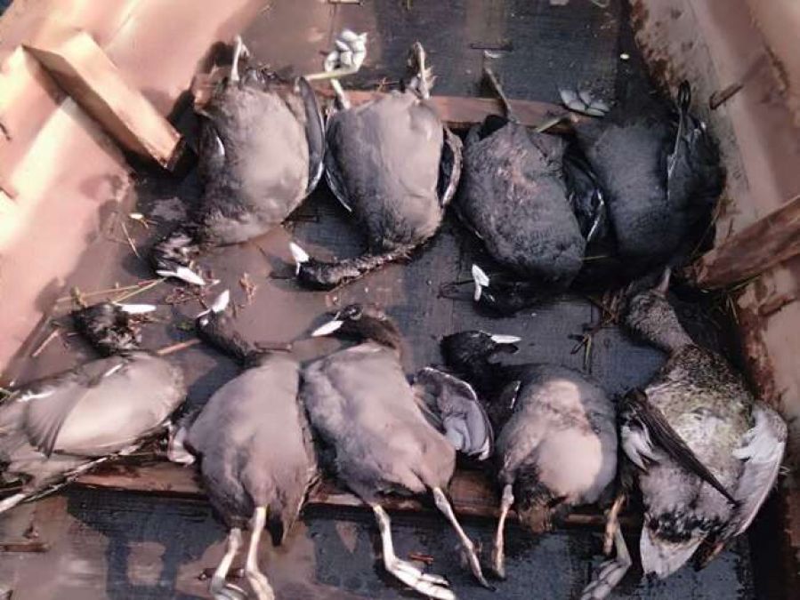 An investigation into the mass deaths of migratory birds in Tripura reveals This