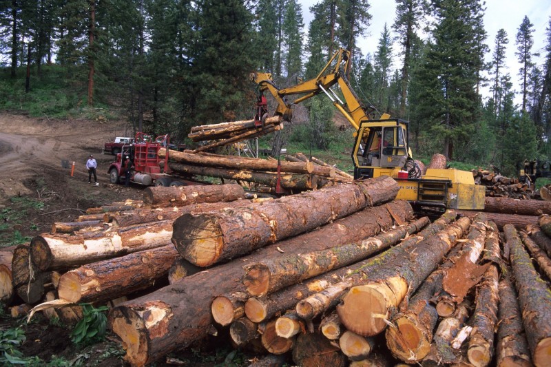 इस राज्य में लकड़ी ले जाने वाले ट्रकों के लिए जीपीएस अनिवार्य