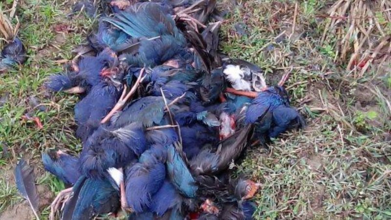 त्रिपुरा में प्रवासी पक्षियों की सामूहिक मौतों की जांच से यह खुलासा हुआ है