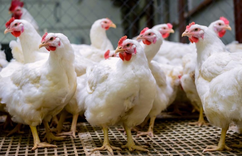 Punjab's poultry farms free from bird flu: Animal Husbandry Minister |  NewsTrack English 1
