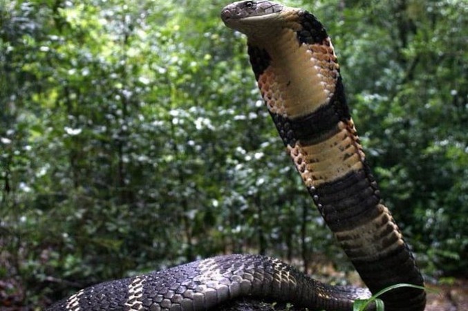 त्रिवेंद्रम चिड़ियाघर में किंग कोबरा के काटने से चिड़ियाघर के मालिक की हुई मौत
