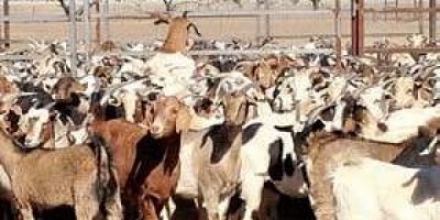 PETA wants law permitting animal sacrifice to be scrapped