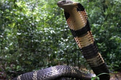 Kerala: Zoo keeper dies after being bitten by king cobra in Trivandrum zoo