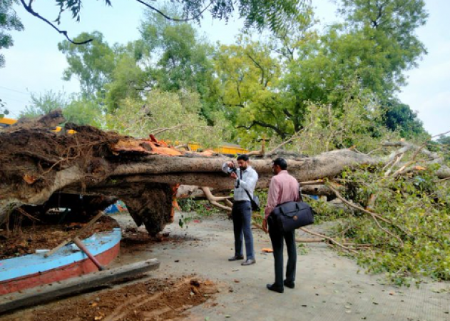 Tree Collapse: One student killed and 12 injured in Chandigarh