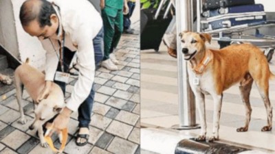 मुंबई हवाई अड्डे पर आवारा कुत्तों को पहचान के लिए मिला अनोखा 'आधार' कार्ड