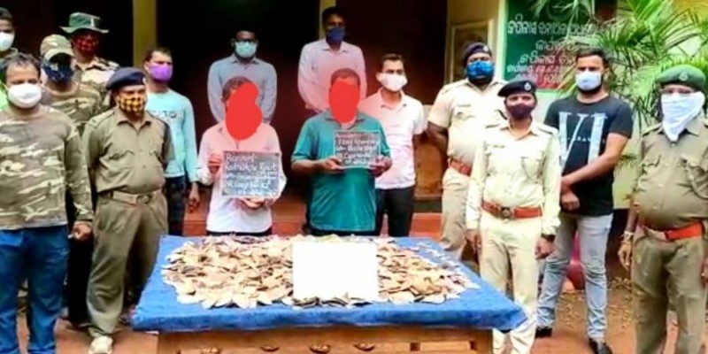 Biggest ever more than 14.2 kg pangolin scales seized in Odisha's Dhenkanal, 2 arrested