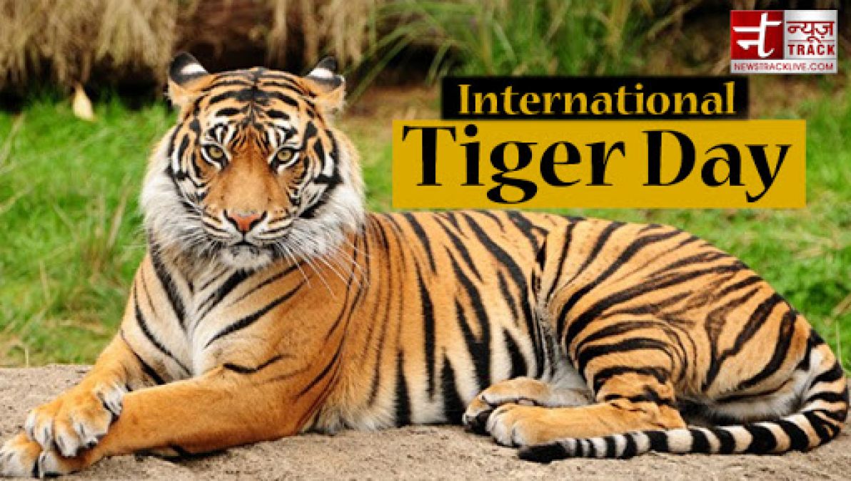 International Tiger Day Only this many tigers are left in India, know