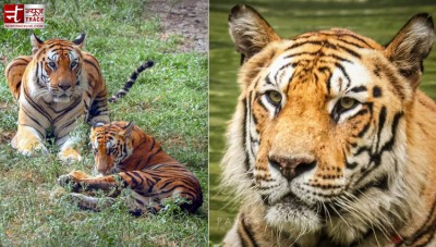 World Tiger Day: A Roaring Call for Conservation