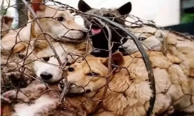 Gauhati HC quashes blanket ban on dog meat