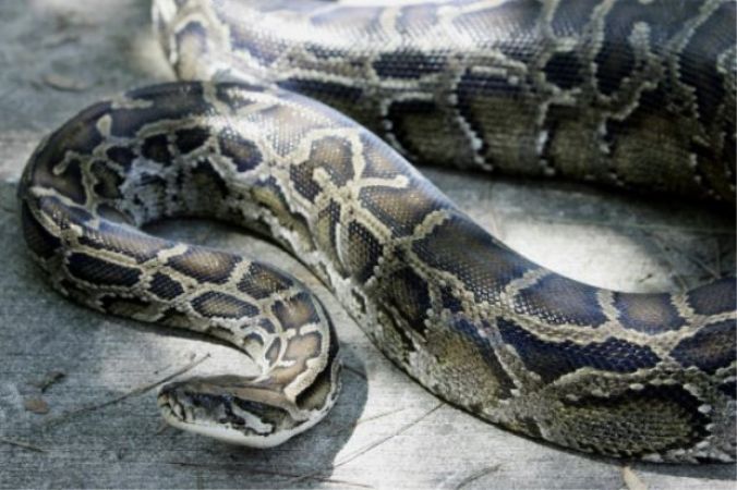 Viral Video:  Woman woken up by giant python in her bedroom, read what happens next