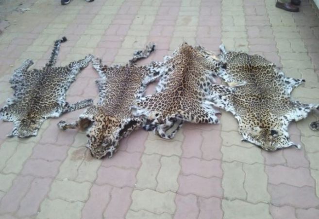 Leopard skin racket busted in Odisha, 7 arrested
