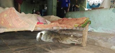Farmer wakes up to find crocodile sleeping under his bed, read what happened next