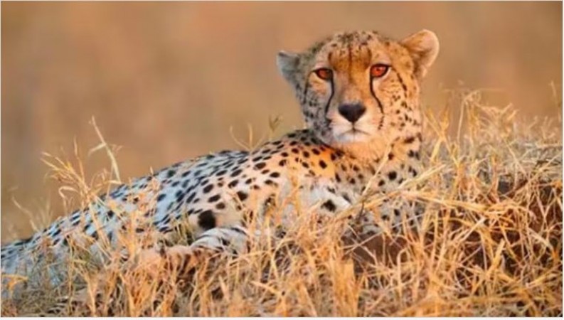 Cheetah Deaths at KNP: Experts Propose Tips on feline management
