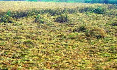 आंध्रप्रदेश: चक्रवात असानी से 30,000 हेक्टेयर फसल प्रभावित