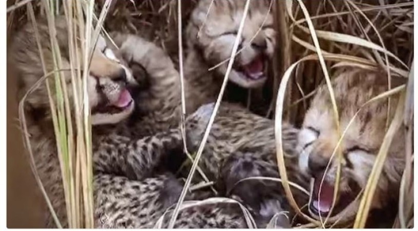 Today 2 more cheetah cubs die in Kuno National Park