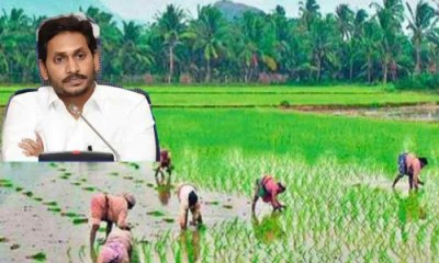 AP government disbursed Rs 1,820.23 crore for farmers, under YSR free crop insurance scheme