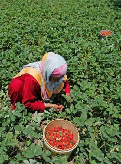 Bumper strawberry produce in Kashmir, still leads to huge losses