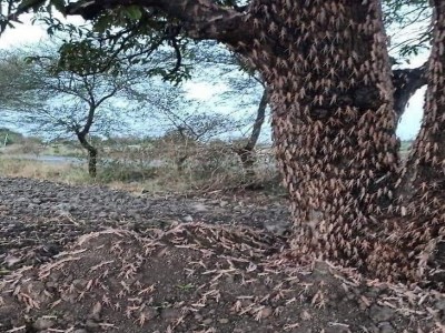 Locusts attacks in Jaipur, damage to 2500 hectares of district
