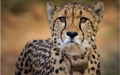 MP  Kuno National Park: 1 more cheetah released into the wild