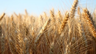 India prepares to fill the void left by Ukraine war in wheat export market