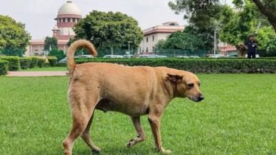 SC orders removal of stray dogs from schools, bus stands; NHAI to remove cattle from highways