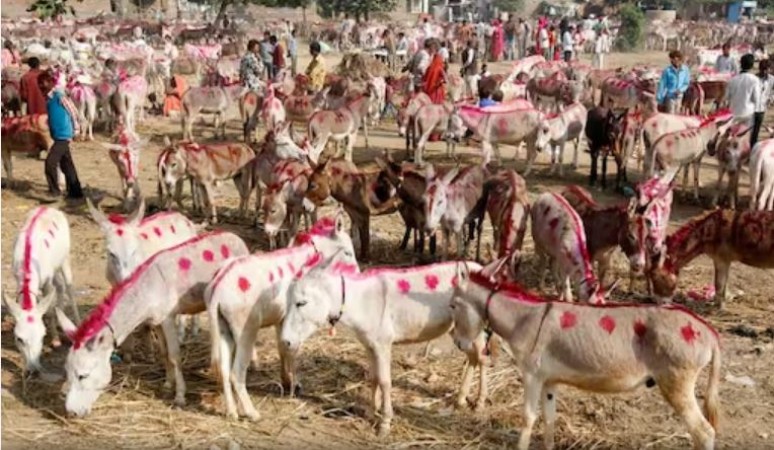 Traditional 'Donkey Fair' hosted in Ujjain, MP