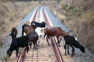 Indian Railway building boundary walls to prevent cattle being run over