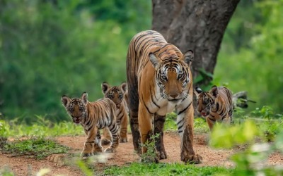 दहाड़ों की गिनती: सुंदरबन में 27 नवंबर से शुरू होगी वार्षिक बाघ जनगणना