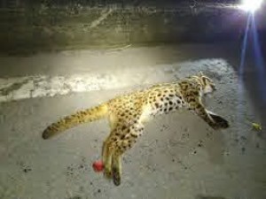 Increase in Leopard cat deaths a serious concern, Tamil Nadu