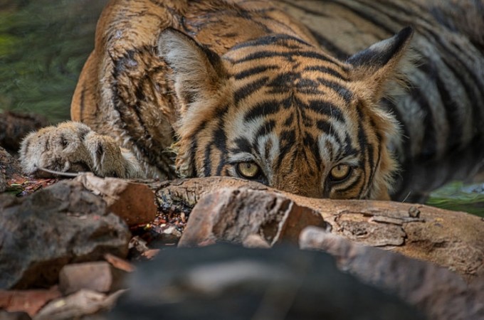 Alleged killer tiger T-23 should be caught alive: Madras High Court