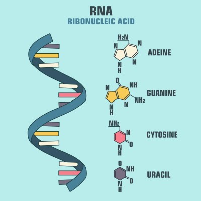 Bangalore based Lab discovered Iron based RNA named as Sensei