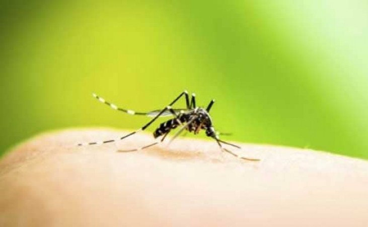 The number of dengue cases in Gurugram surpasses 267