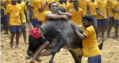 Madras High Court bans use of foreign breeds in Jallikattu, only use native bull breeds