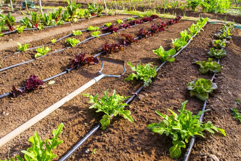 Uttar Pradesh to set up drip irrigation to help farmers