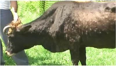 सूरत के मंगरोल में पाई गई लम्पी त्वचा रोग से ग्रस्त गाय