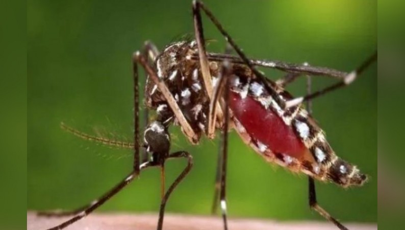 Dengue: 12 Cases Recorded In Delhi This Year, Mayor orders precautionary measures