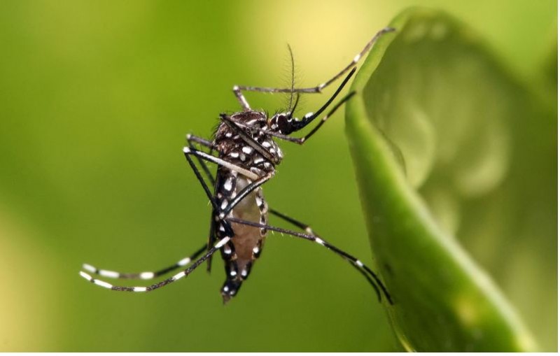 Tamil Nadu Health Dept to increase mosquito control measures