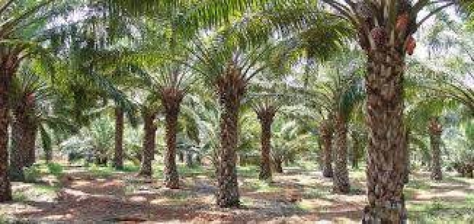Agriculture Minister Reddy asks state to pore over Oil Palm cultivation in Telangana