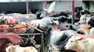 Preventing animal cruelty, enforcing Prohibition of Cow Slaughter Act