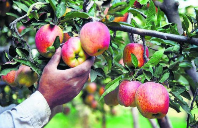 Apple growers protest across Himachal Pradesh, demand MSP for apples
