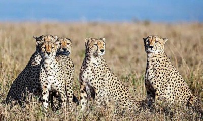 Cheetah Reintroduction Project at KNP Celebrates One-Year Anniversary