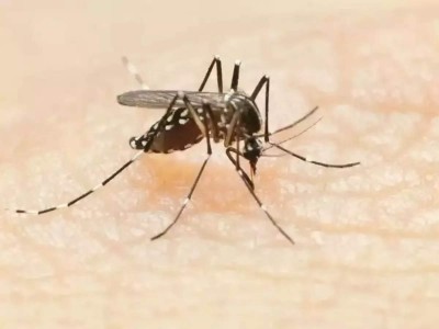 The central government issued an alert to the states on the increasing cases of dengue