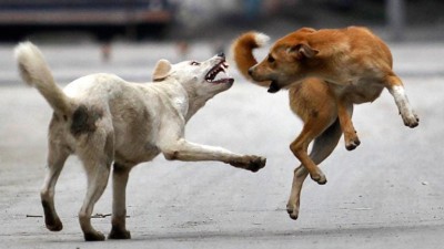 World Rabies Day 2022: Vaccination drive launched for stray dogs