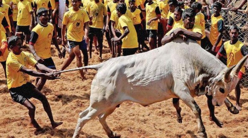 Tamil Nadu government allows Jallikattu events in spite of Covid rise