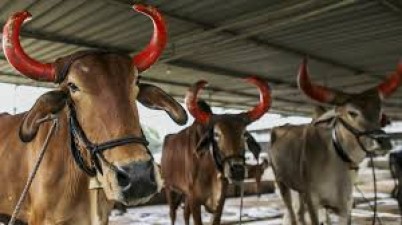 Dharna on January 8 to declare cows as national animals