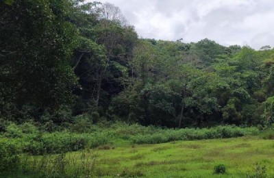 Karnataka Govt puts off Decision to Build Tree Park in Bengaluru's Turahalli Forest