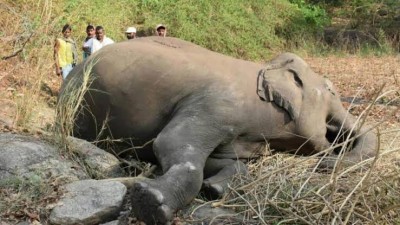 Assam CM Himanta Biswa expresses concern over elephants’ deaths