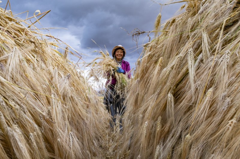New highland barley varieties registered on China's official list