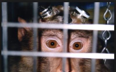 World Day for Laboratory Animals 2019: Some unknown facts of the event